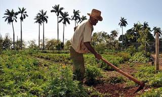 agricultor