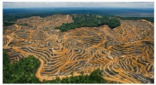  amazonia desmatamento destruic3a7c3a3o   outrapolitica