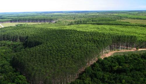  bosque brasil