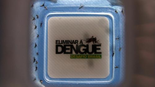 Liberan mosquitos infectados con una bacteria para combatir el dengue brasil liberan mosquitos infectados con una bacteria para combatir el dengue