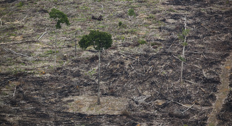foto: Greenpeace arbol solo