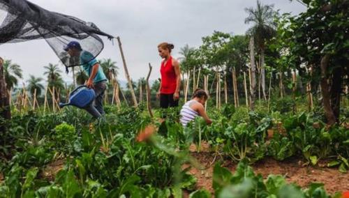  cultivos organicos