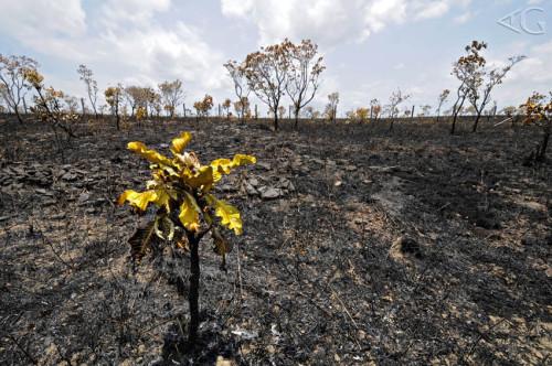 Foto: incêndio no Cerrado do Amapá (de Adriano Gambarini/gmpe.org) incendio amapa