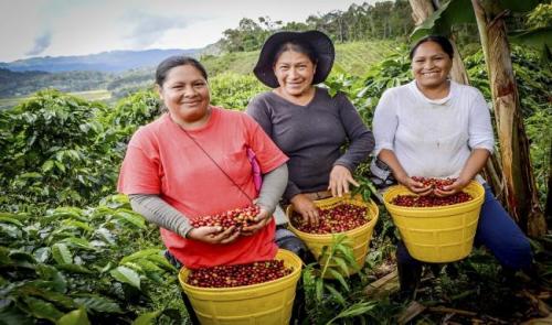 mujeres cosecha