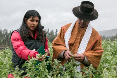 platacion_de_alimentos.jpg