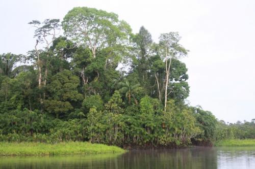 yasuni ALAI yasuni bosque small