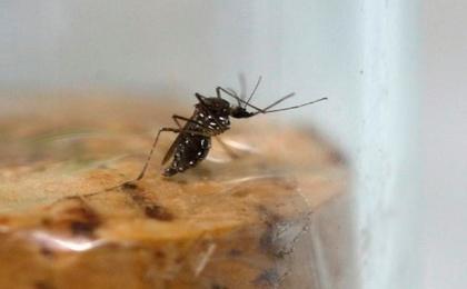 Foto: Telesur zika aedes aegypti   telesur